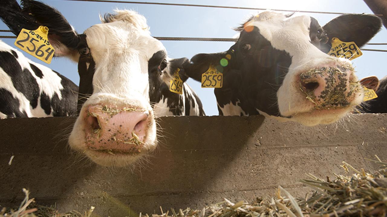 cows grazing
