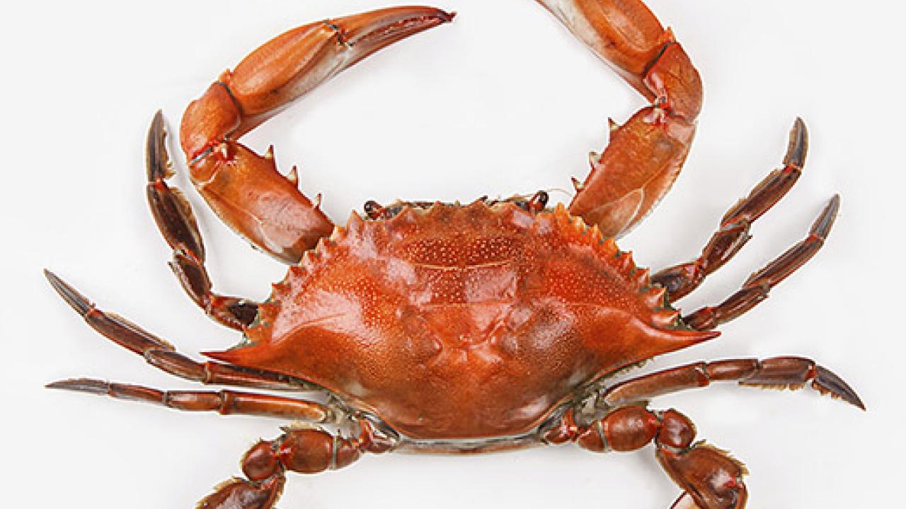 Crab