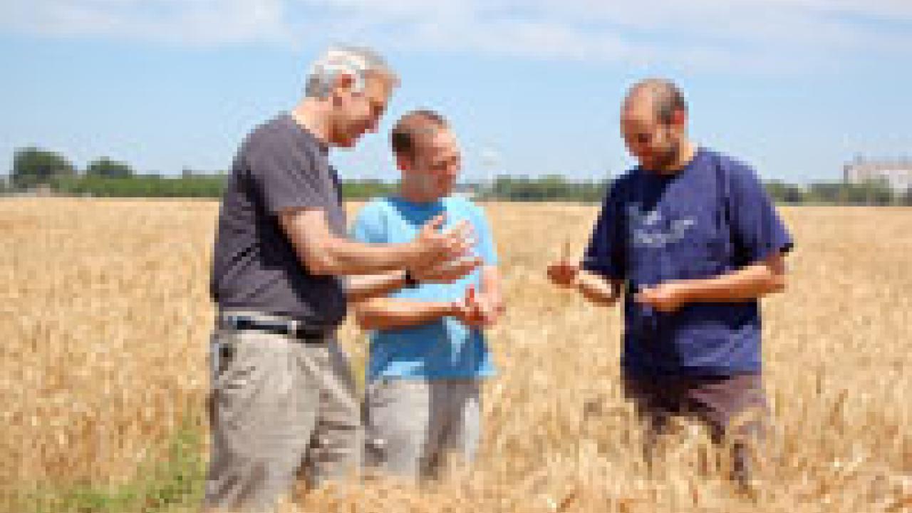 Professor Jorge Dubcovsky, left, Assaf Distelfeld, center, and Cristobal Uauy assess their wheat project. Distelfeld formerly worked on the project long-distance from Israel. He has since joined UC Davis as a postdoc, joining Uauy in Dubcovsky&#2013266048;