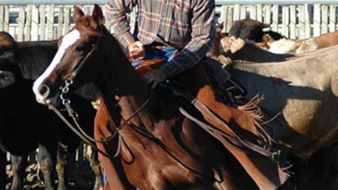 Photo: Cowboy riding a cutting horse in action