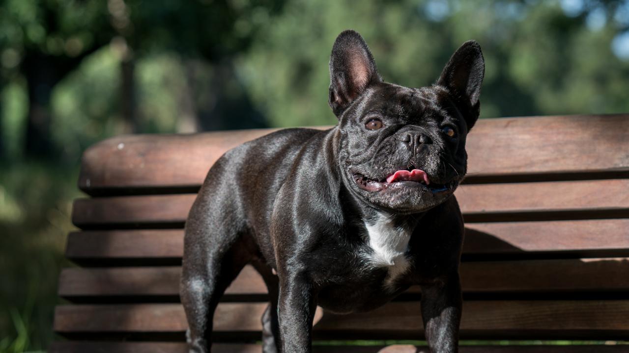 French bulldog