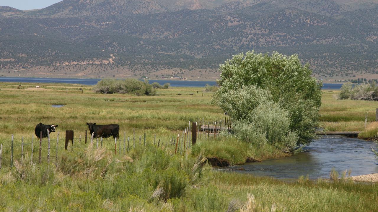 cattle on the range
