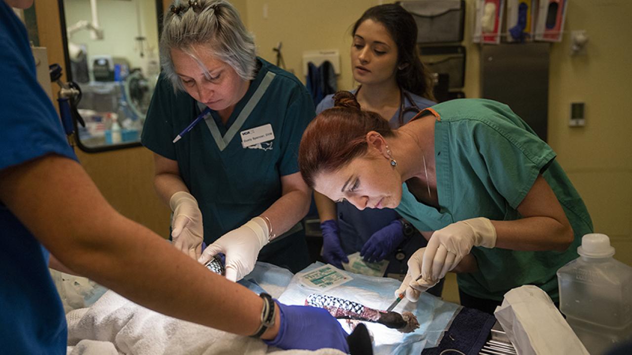 Vets helping dog heal from burns