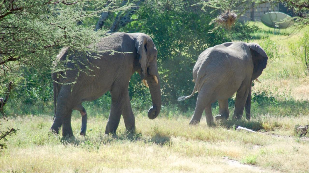Elephants walking