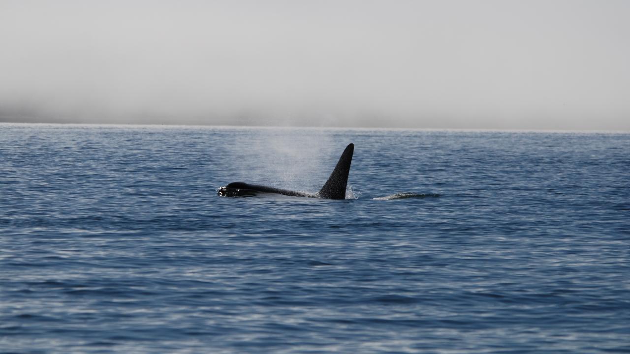 Killer whale swimming in ocean, fin above water