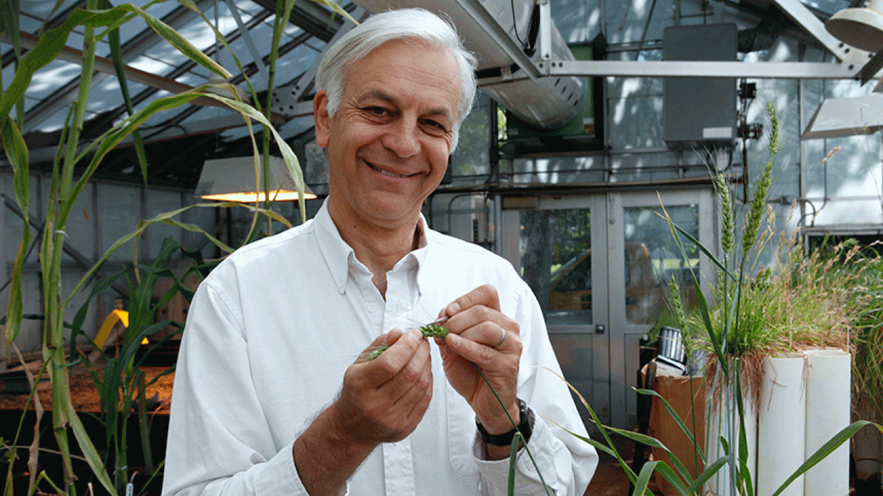 photo of researcher with wheat