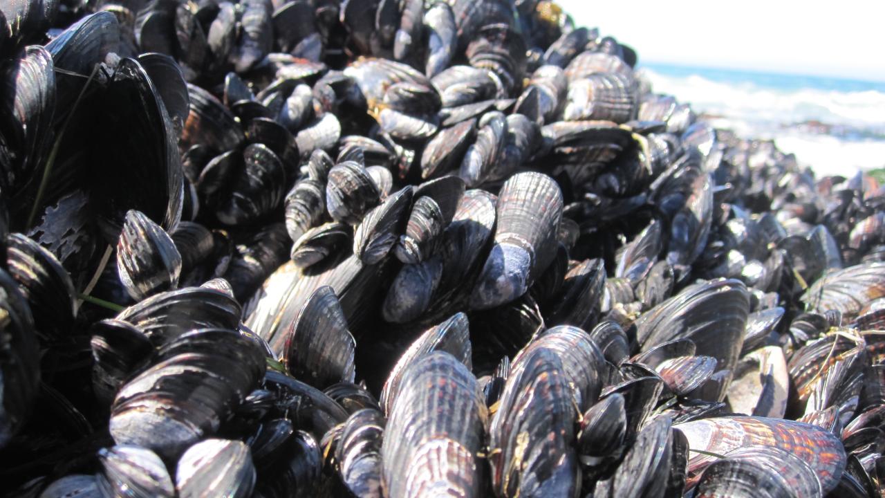 Mussel beds
