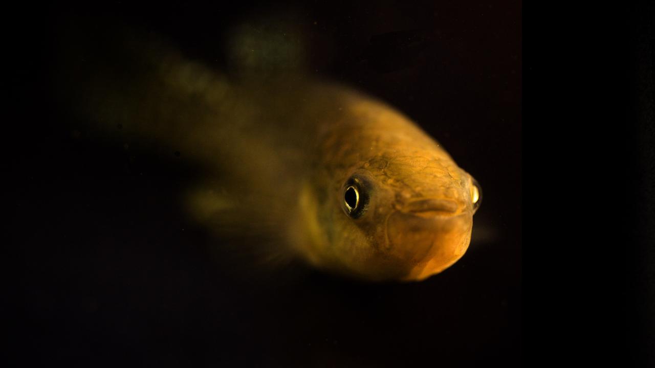 Atlantic killifish