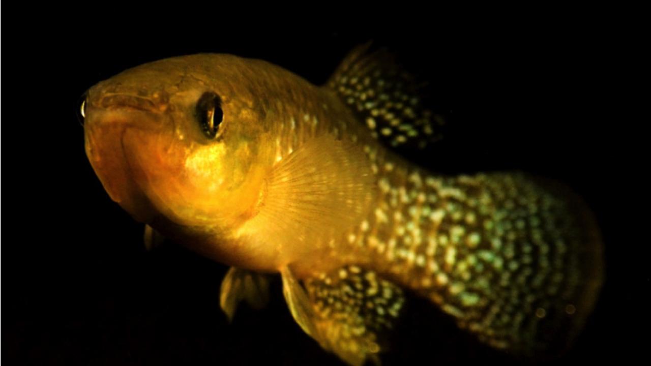 Atlantic killifish