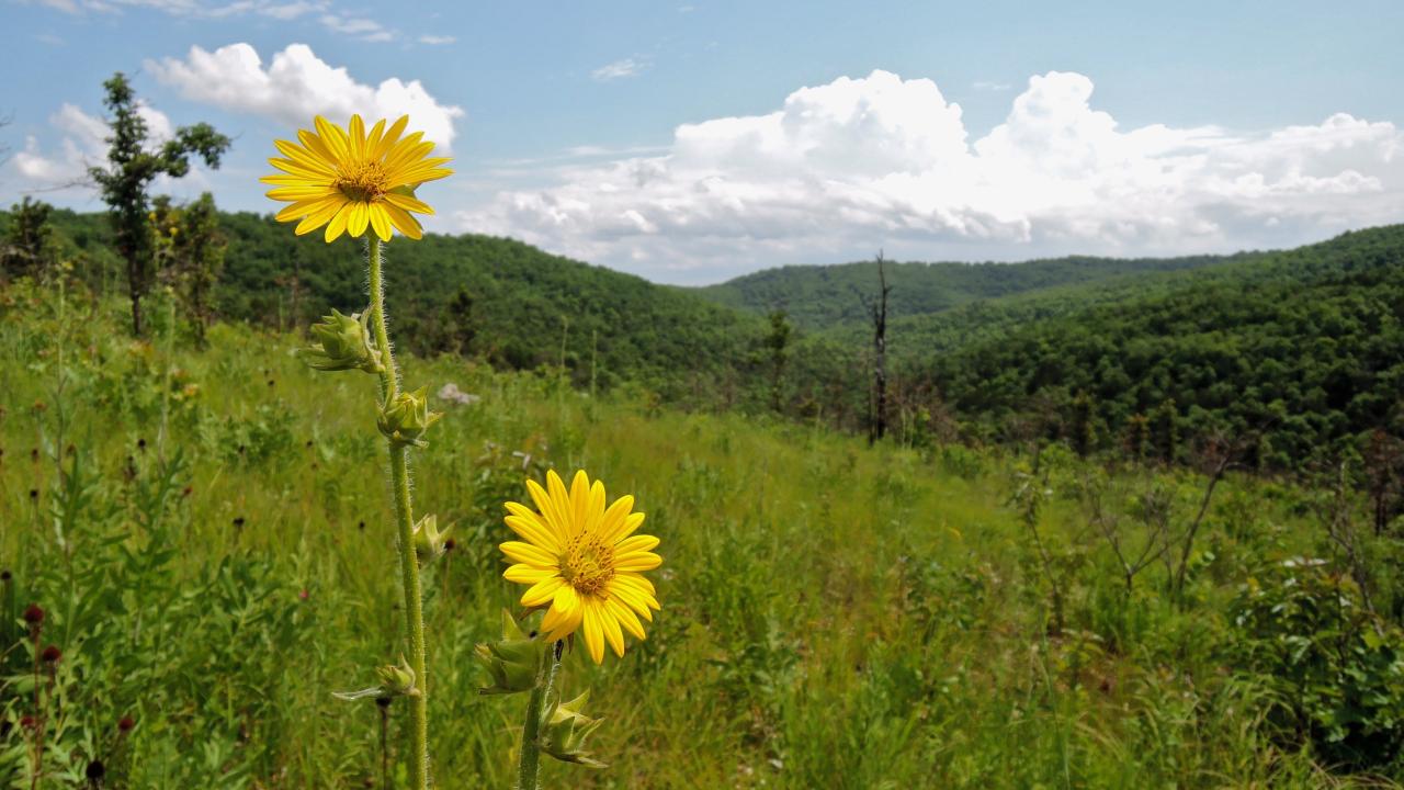 Wildflower on Missouri grassland