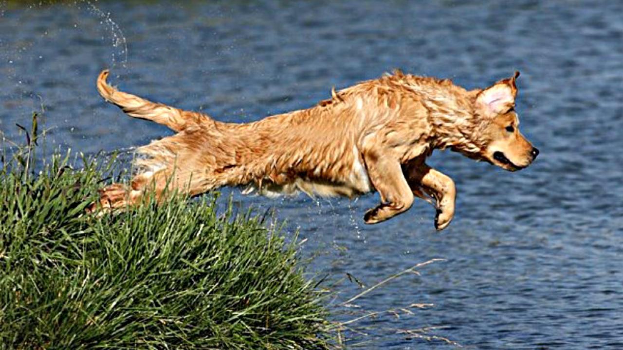 Dog jumping in water