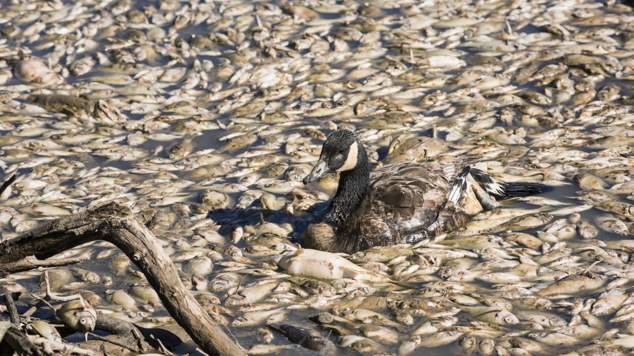 Duck swims through lake of dead fish