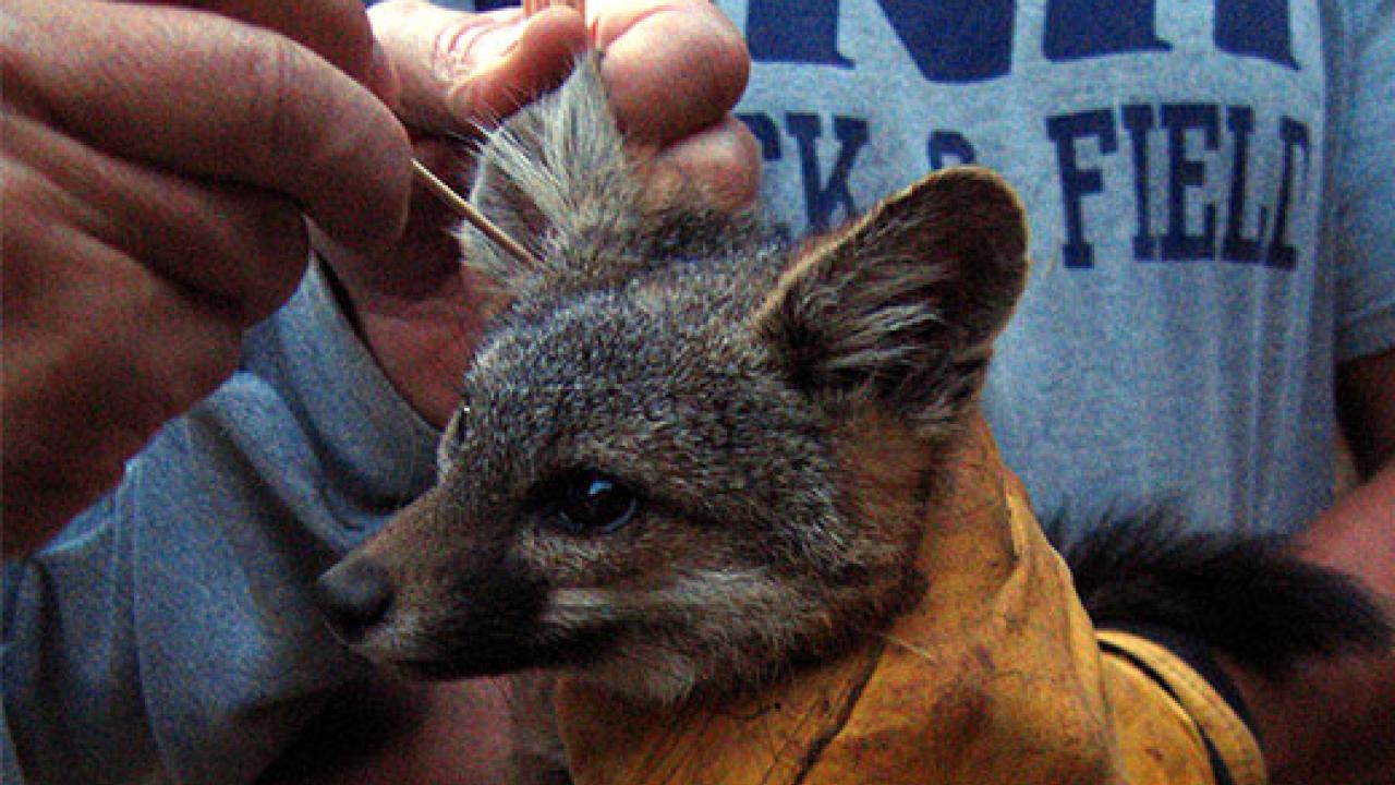 Fox getting ears swabbed