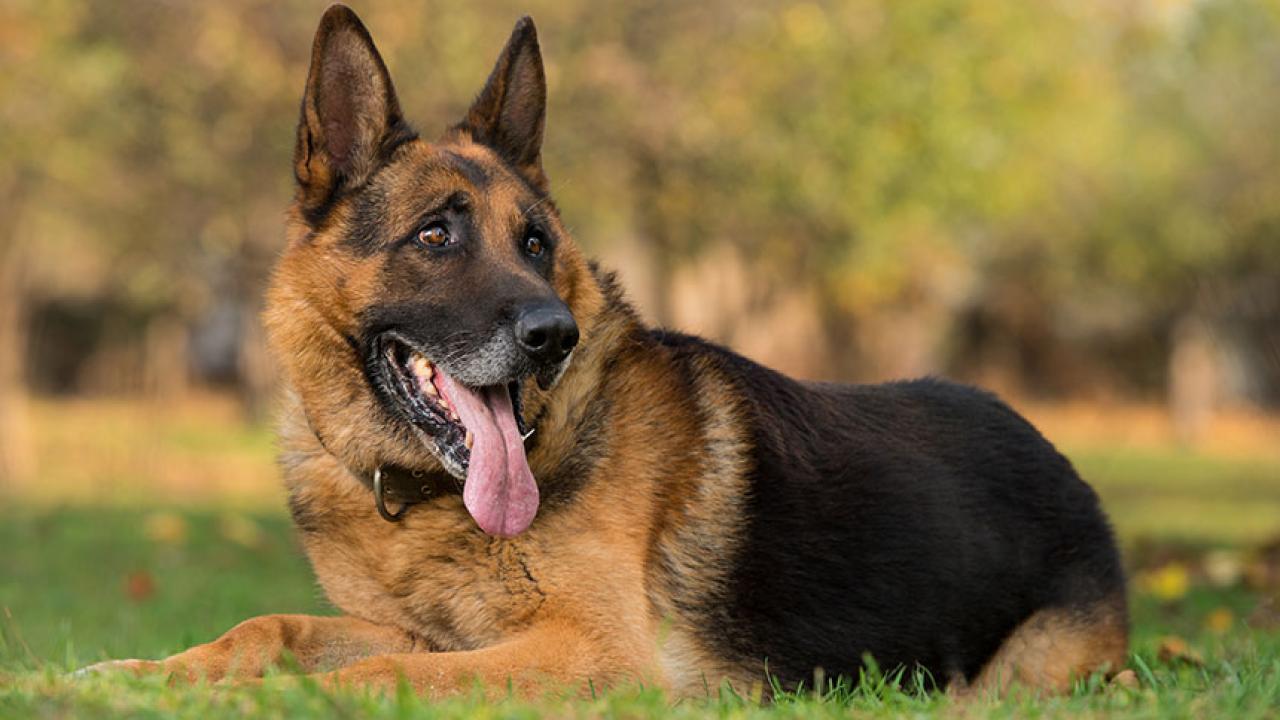 Black and tan German shepherd dog lies on green grass.