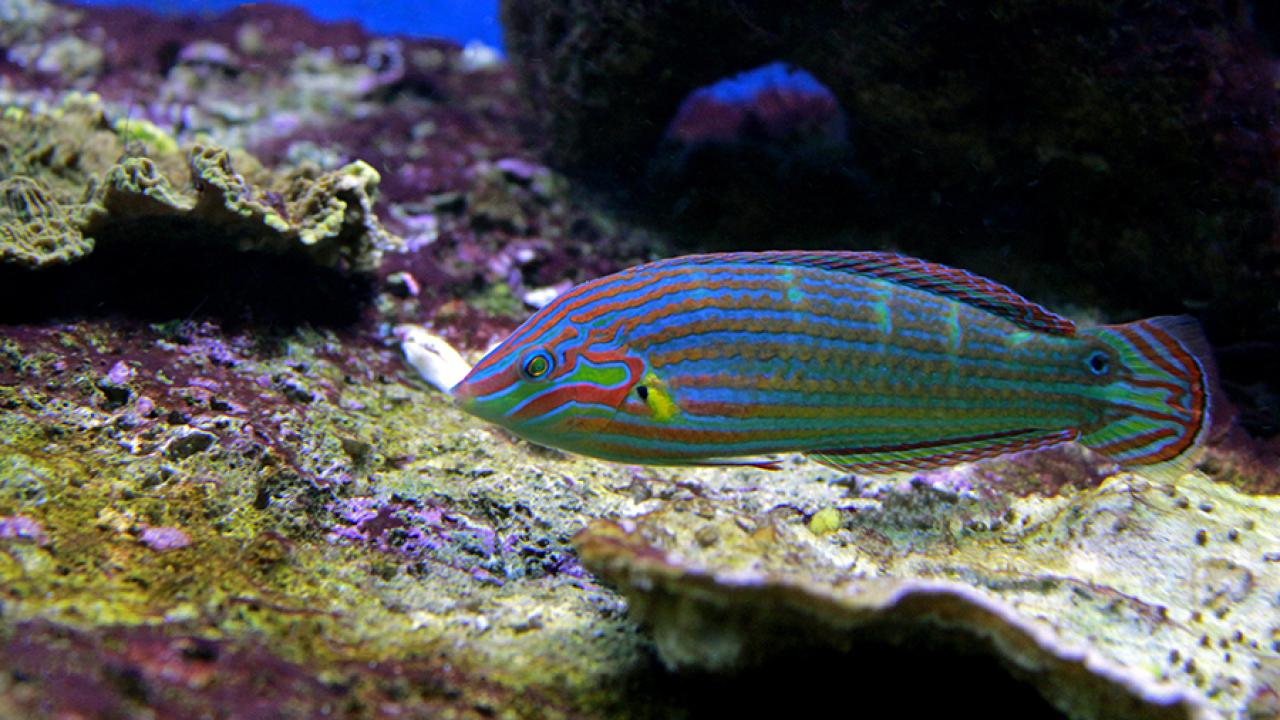Reef fish