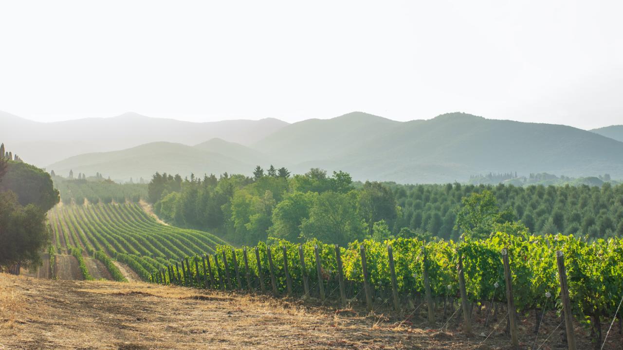 wine grapes in tuscany