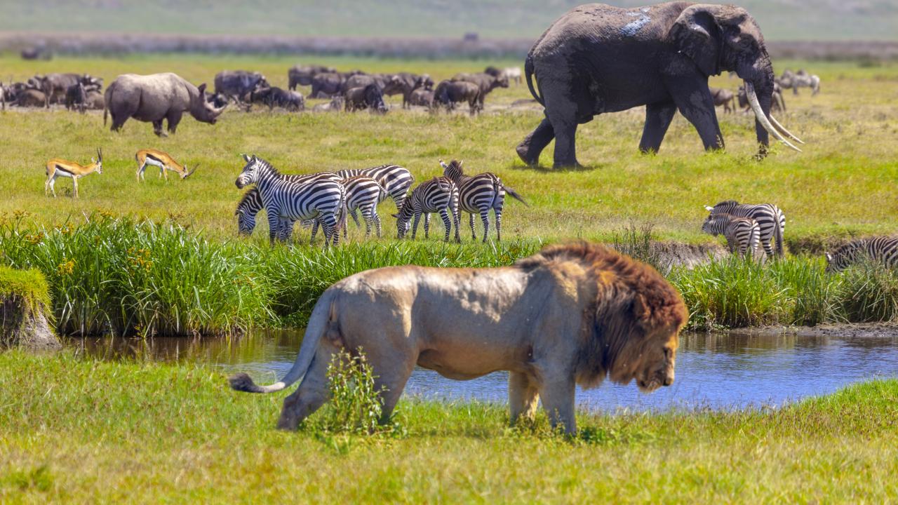 African animals