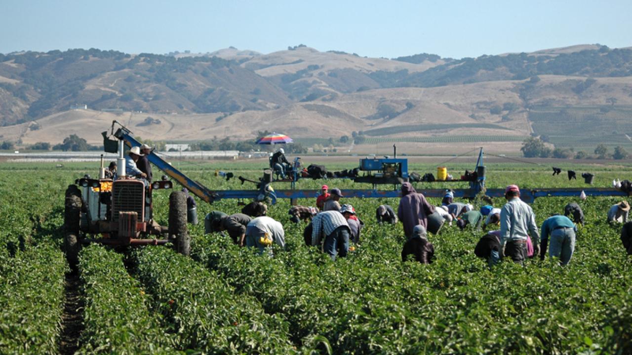 Farm laborers on a farm.