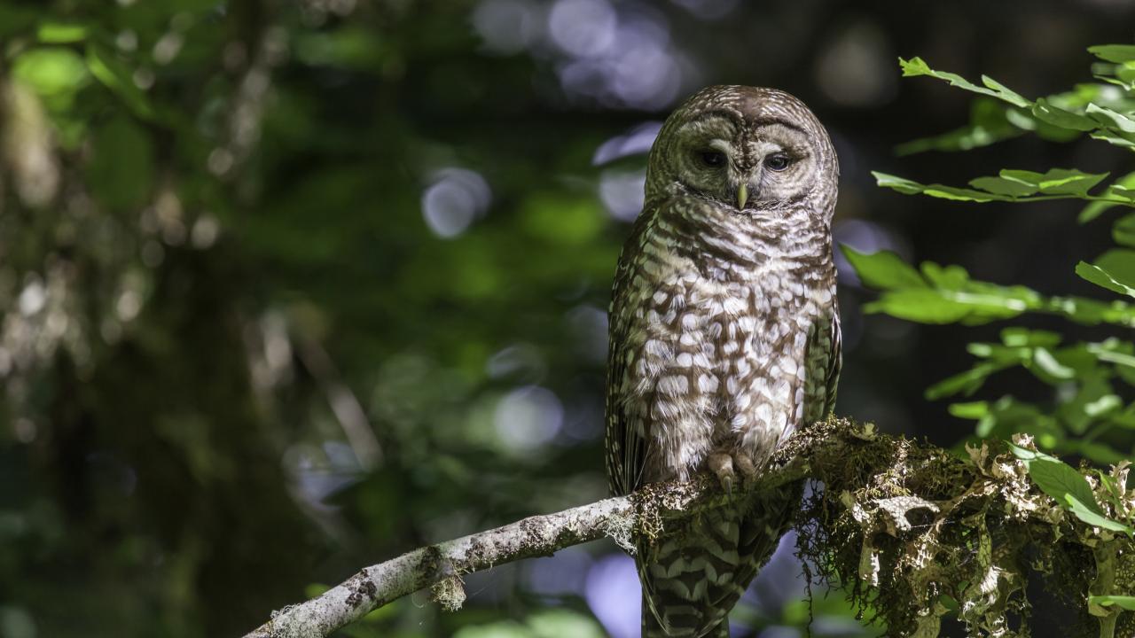 spotted owl