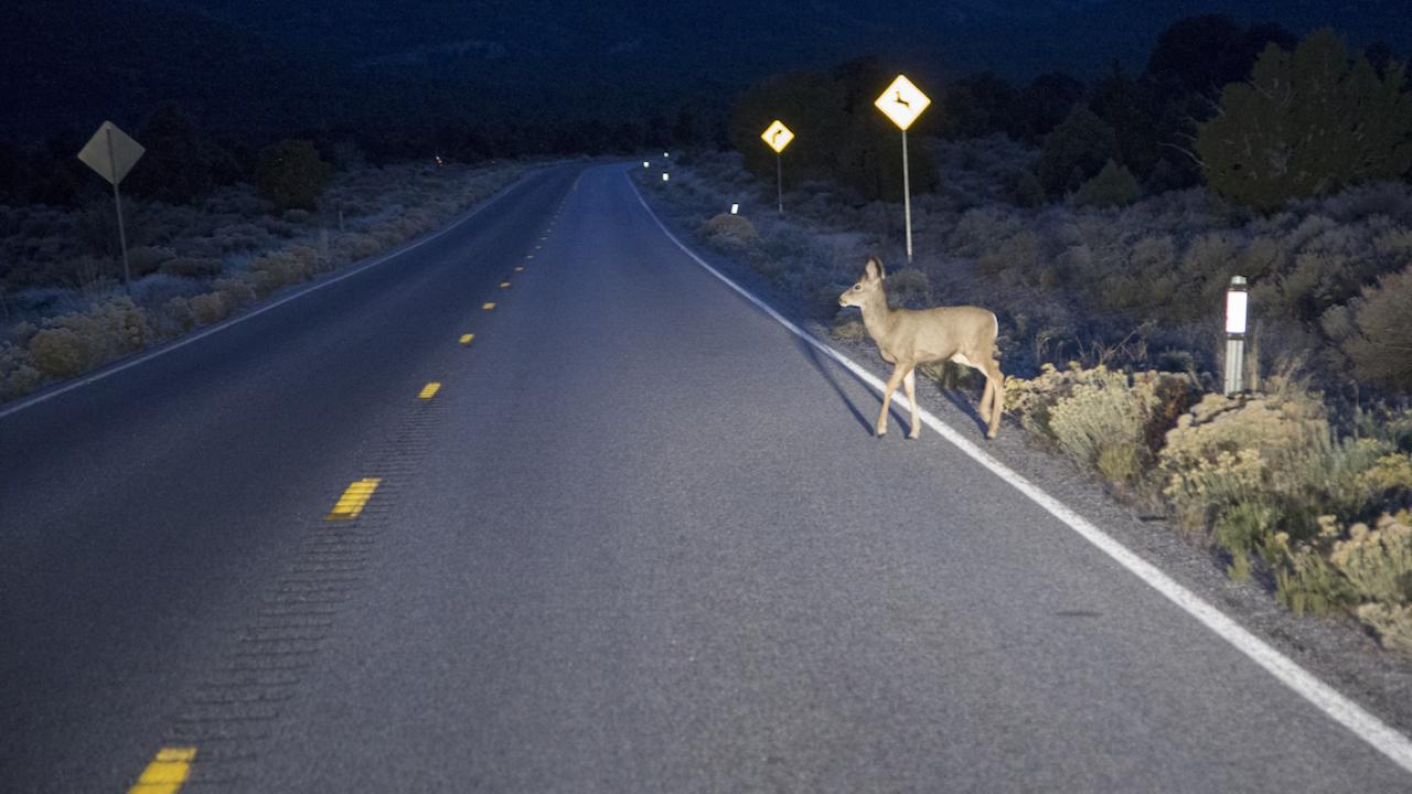 deer crossing highway in the dark 