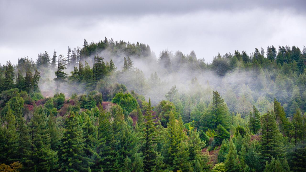 Forest of trees