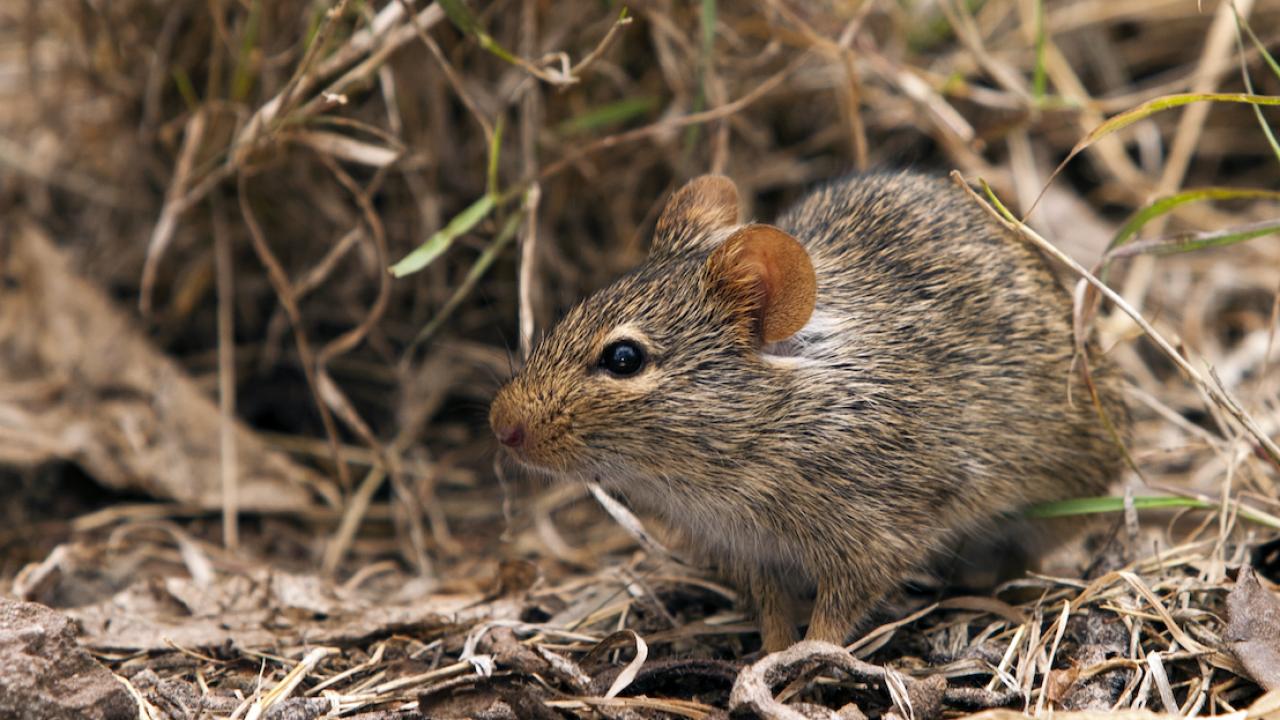 Mastomys rat