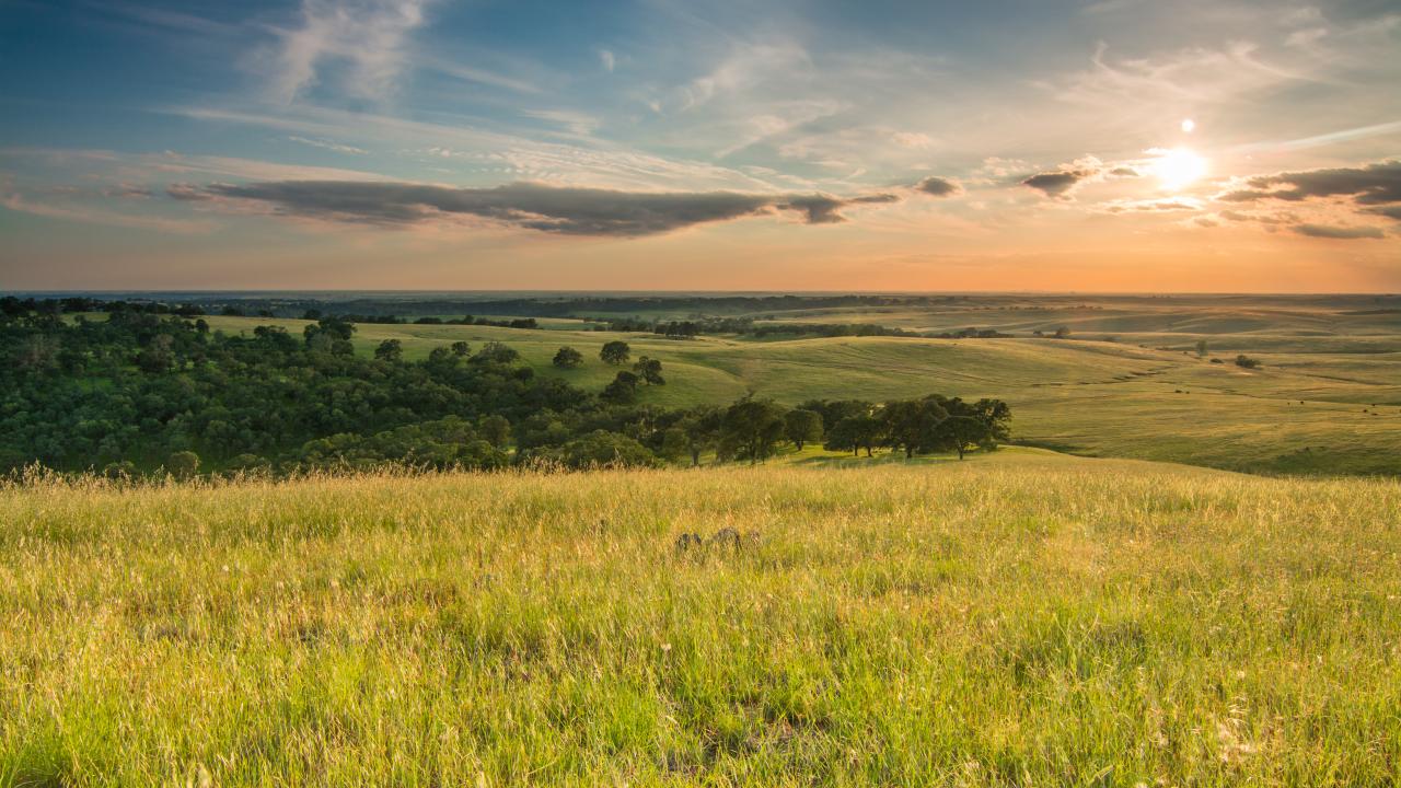 California grassland