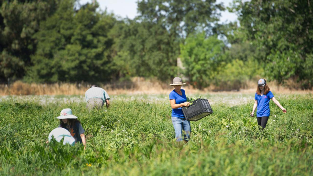 Photo: Volunteer gleaners in instruction field, harvesting excess produce to give to the Yolo Food Bank