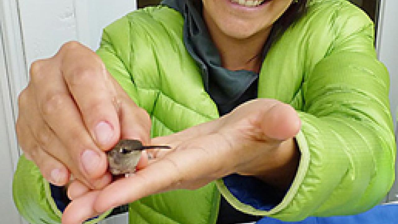 Photo: Loreto Godoy holds a hummingbird during a banding operation.