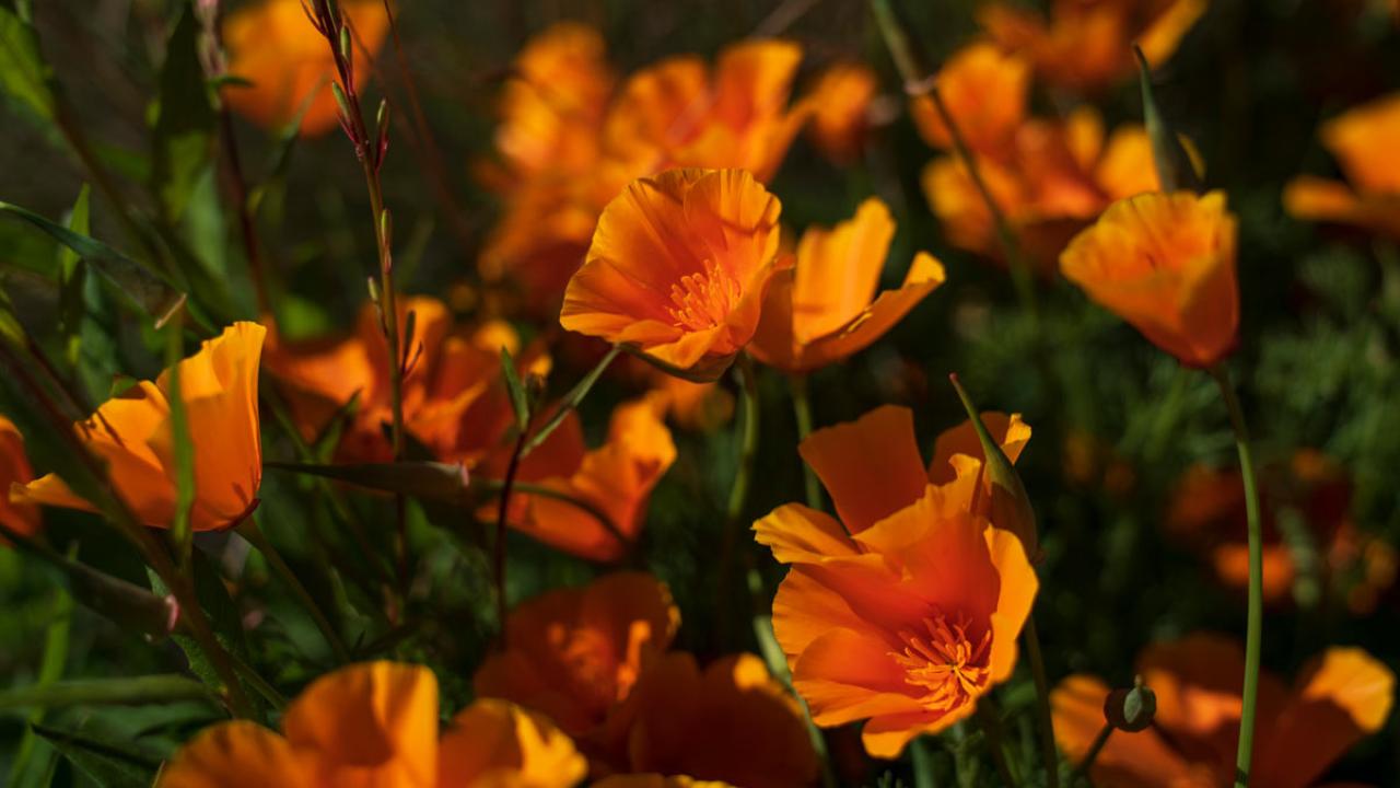 California golden poppies at UC Davis