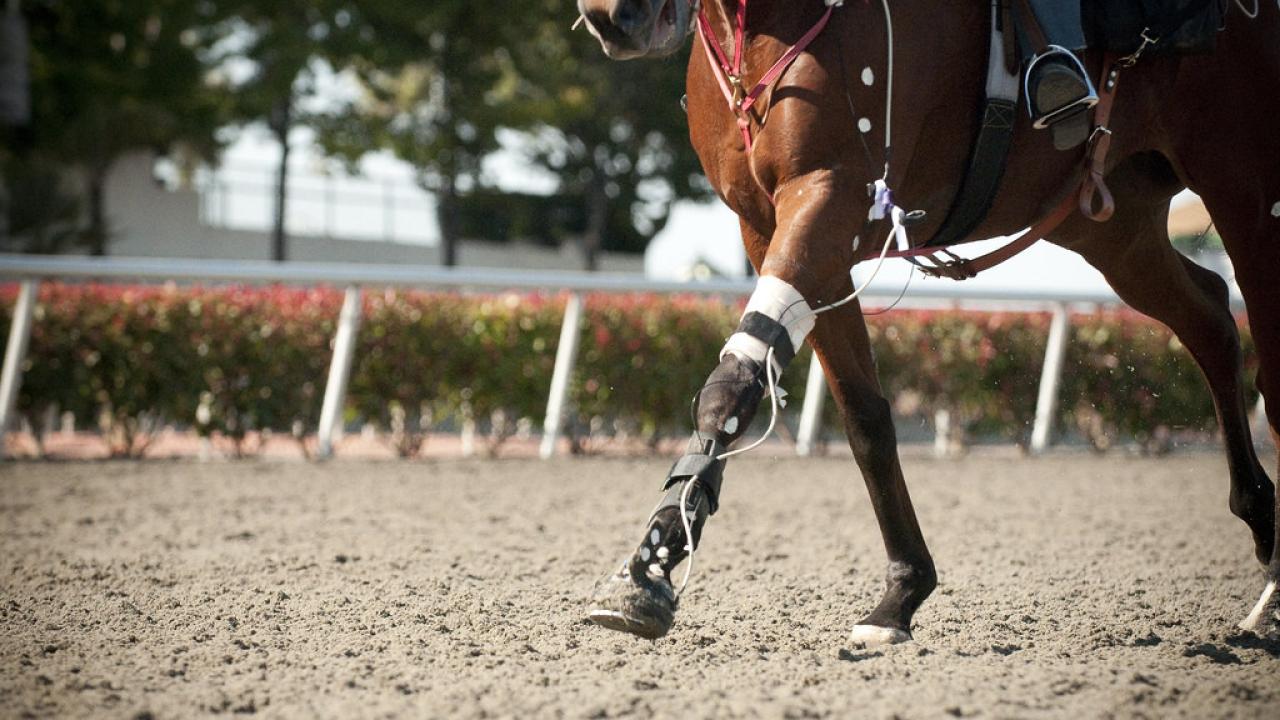 Horse Racing on field