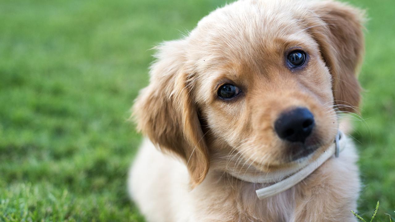 golden retriever puppy