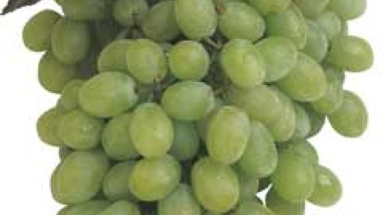 Photo: bunch of grapes