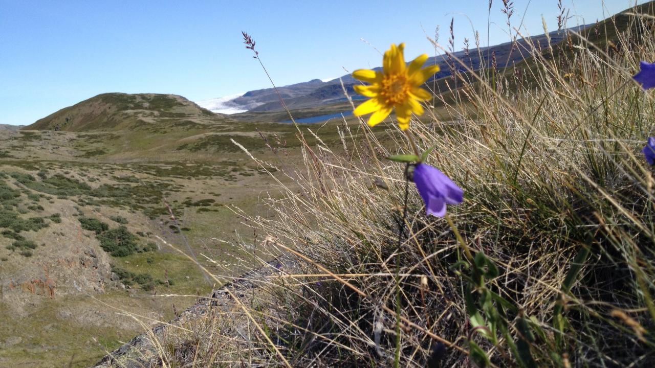 Greenland flowers