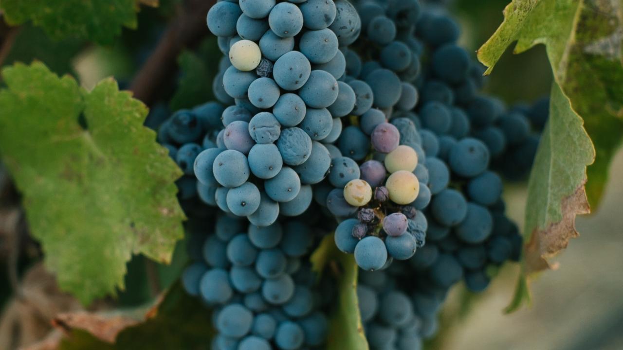 Grapes on the vine