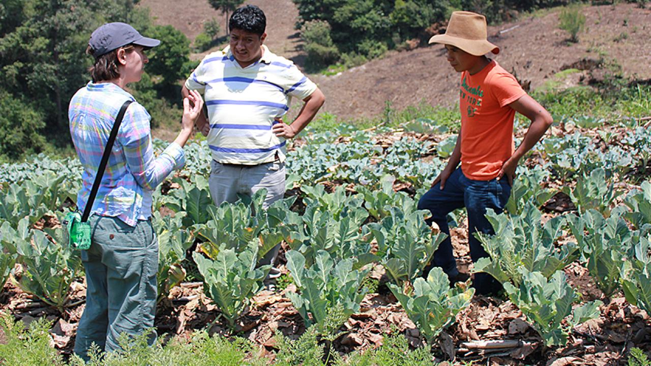 Woman and two standing in field of cabbage 