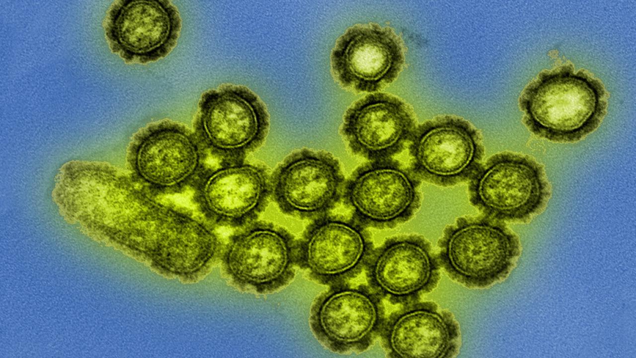 Influenza viruses