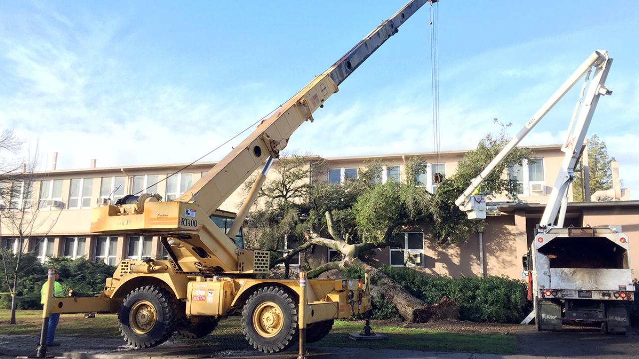 A tree leans against Haring Hall.