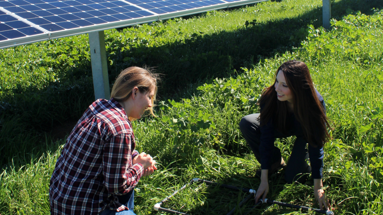 solar farm