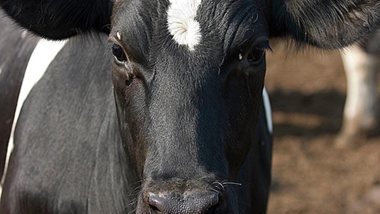 Holstein cow