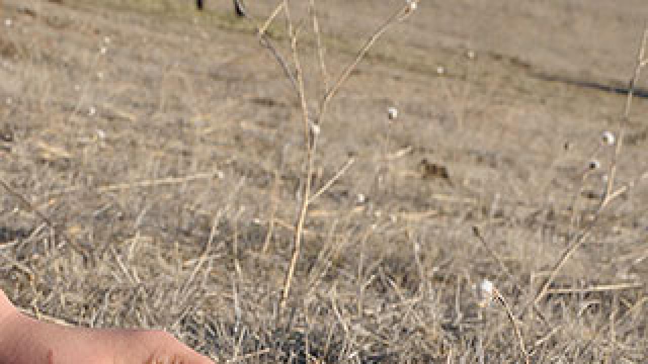 Hand holding a green blade of grass in a field of dead grass with a cow grazing in the background