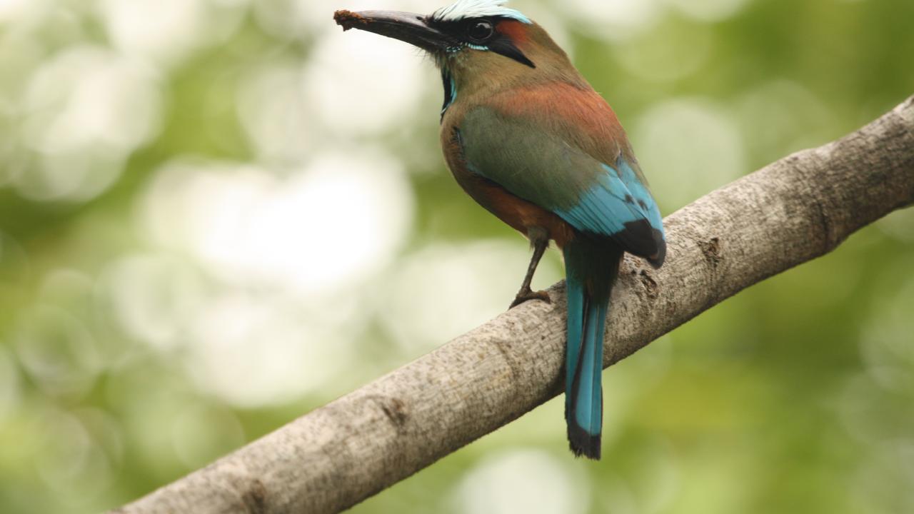 Turquoise-browed motmot bird in Costa Rica