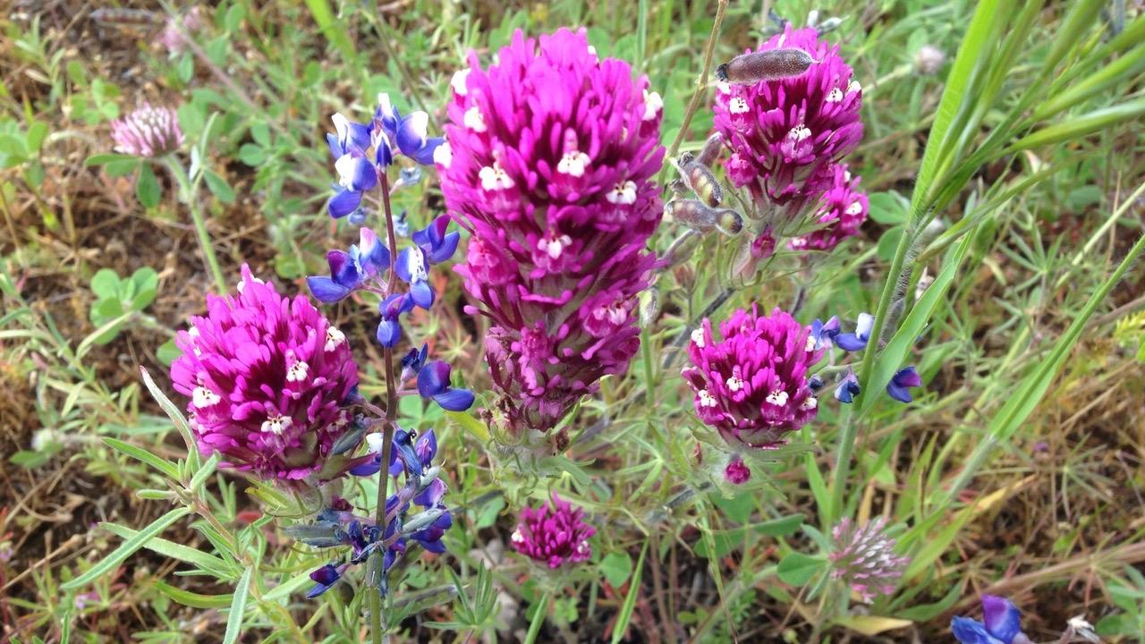 Miniature lupine and denseflower Indian paintbrush flowers