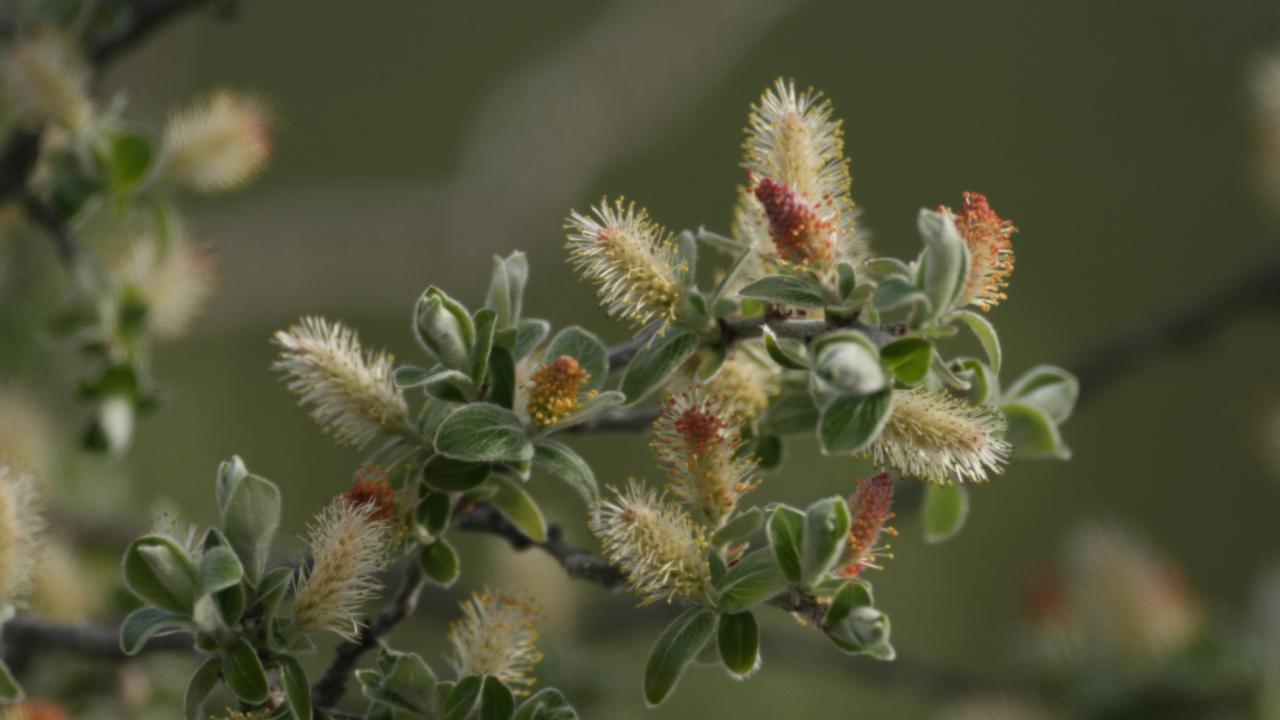 flowering gray willow in Greenland
