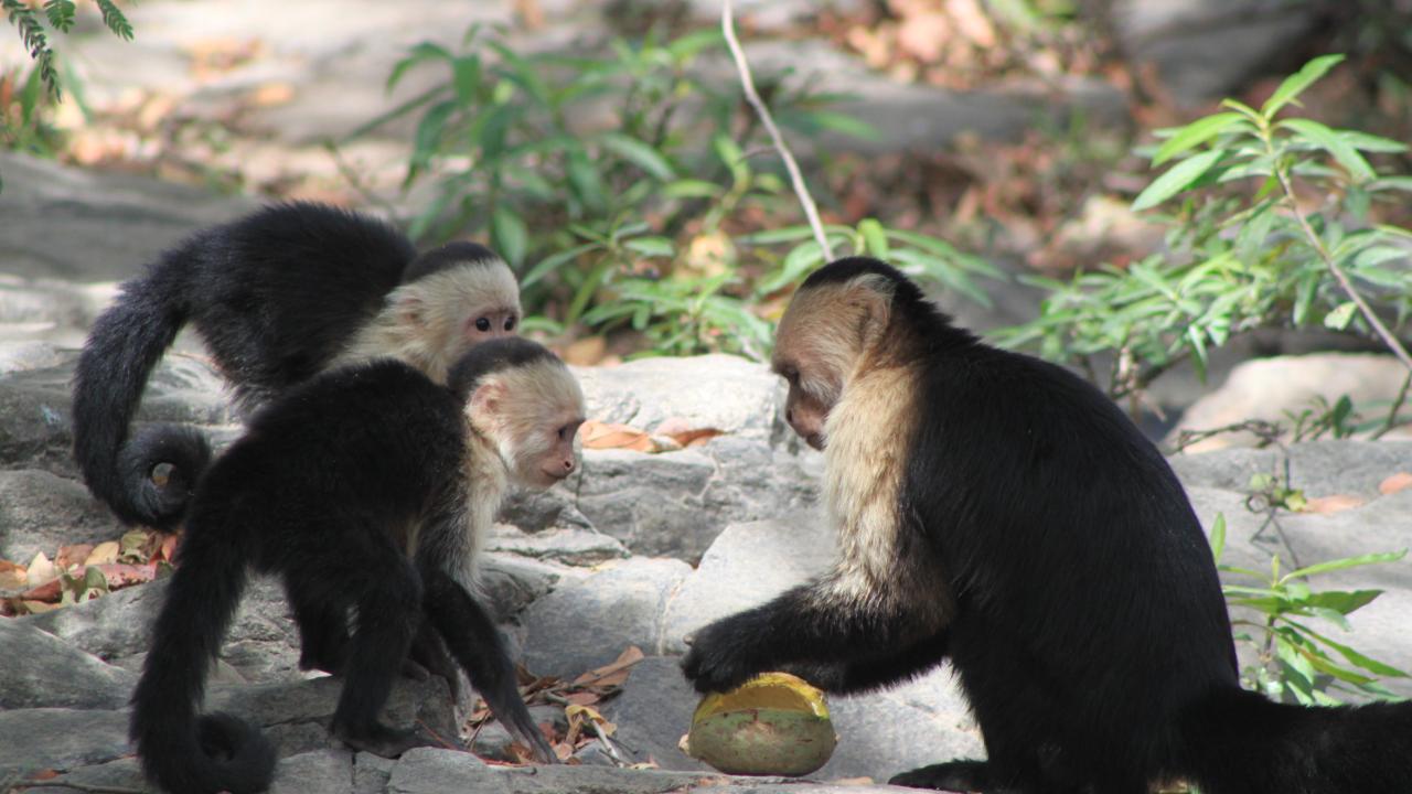 Monkeys