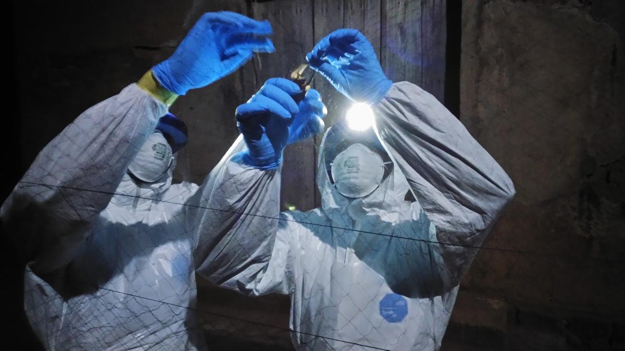 Scientists with bat in West Africa