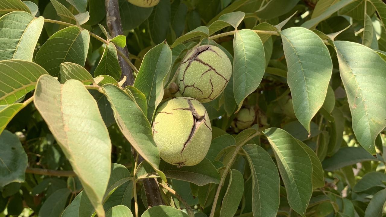 new walnut variety