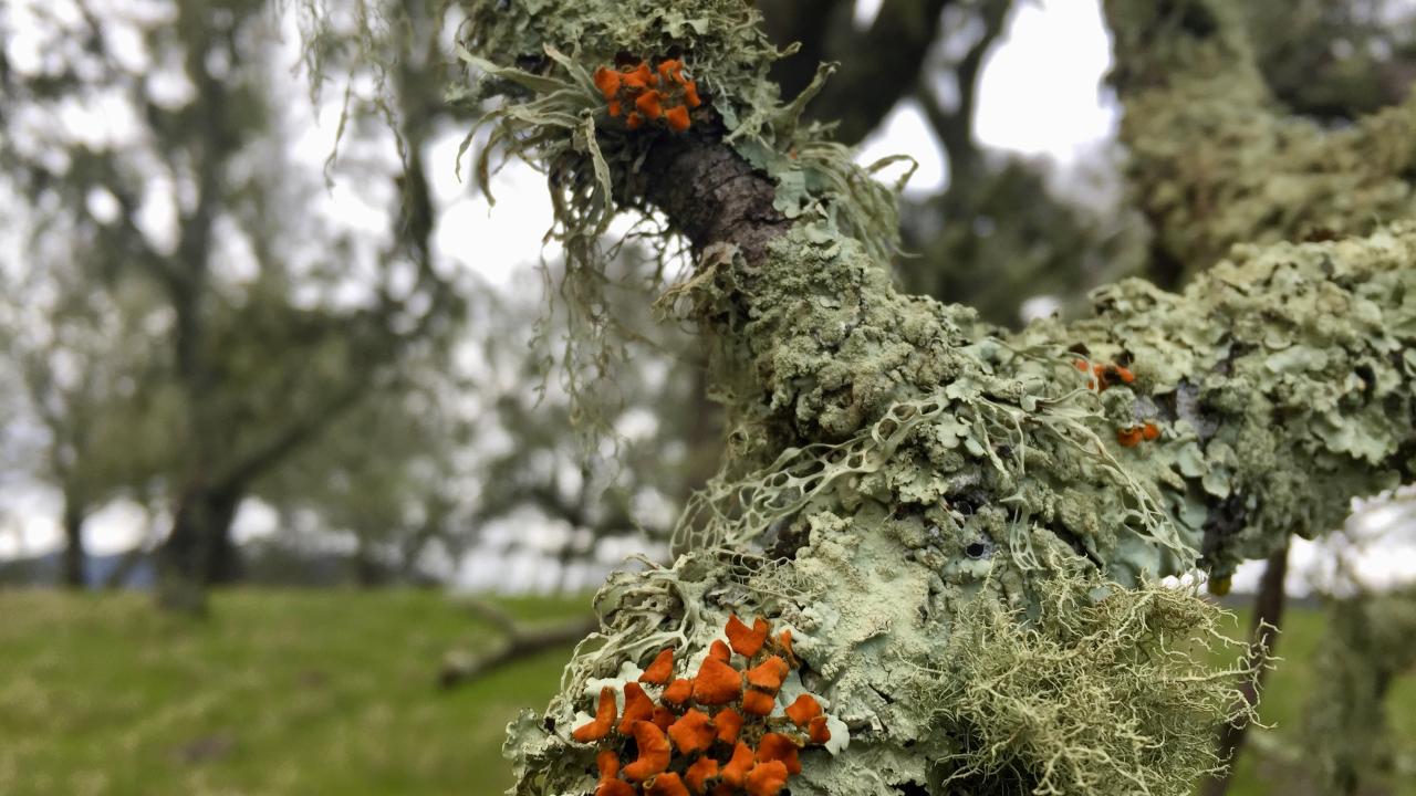 LIchen