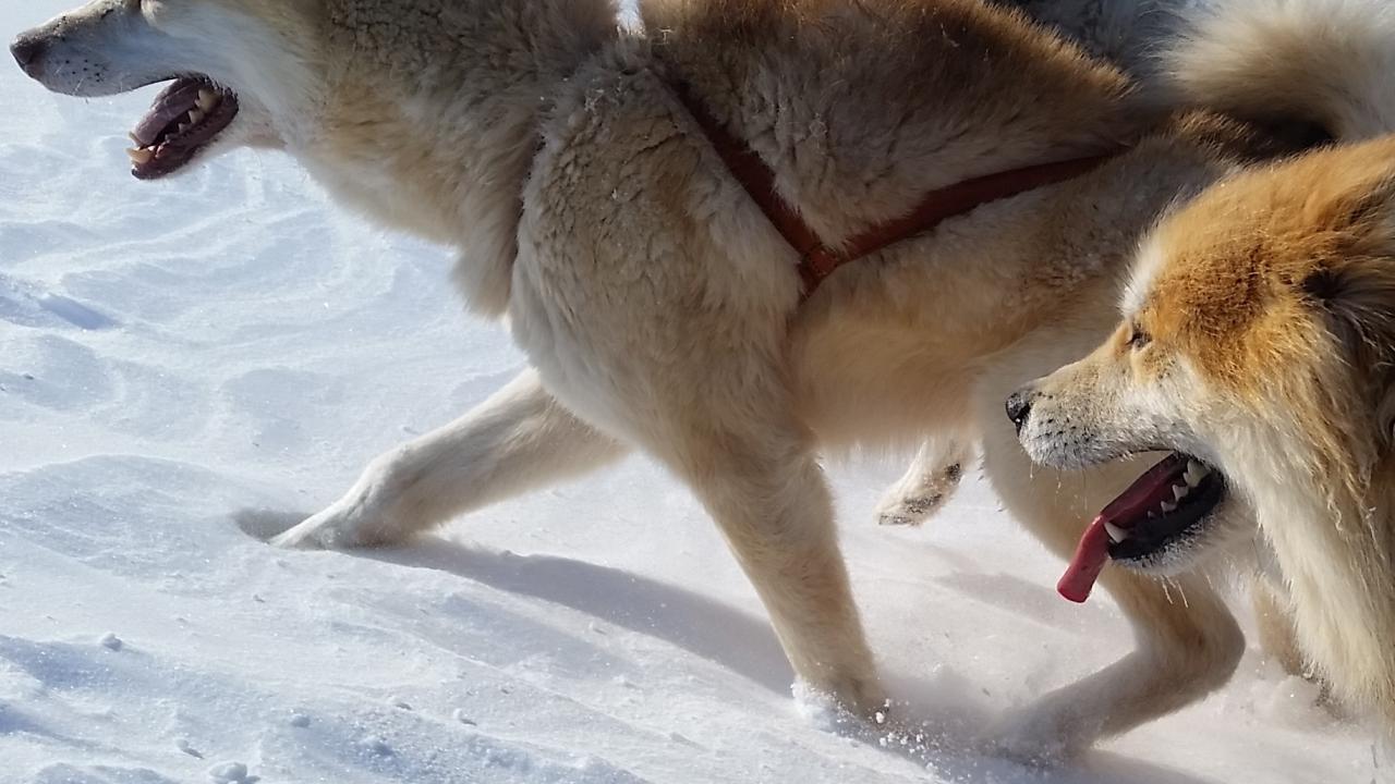Greenland sled dogs
