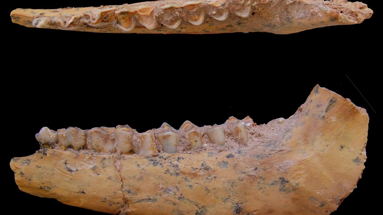 Jaw bone